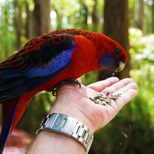 Bird In Hand - Monocosm