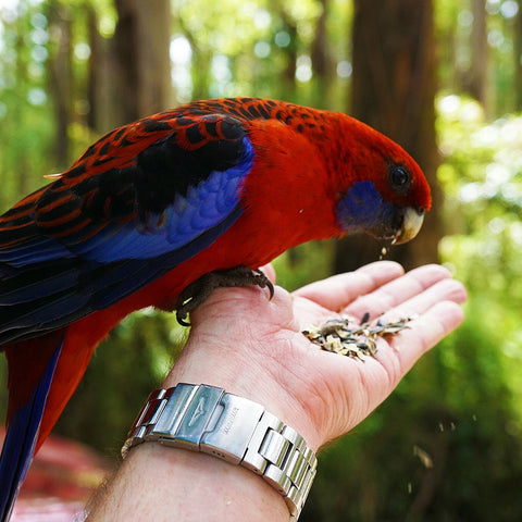 Bird In Hand - Monocosm